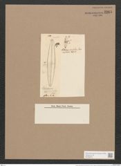 Frustulia viridula (Breb.) De-Toni (de-Toni-Nr.: Genus 19, Species 1160) Zeichnungen Sammlung Grunow Nr. 2265 (NHMW-BOT-W0369375)